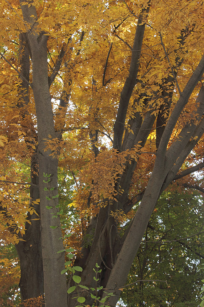 Изображение особи Zelkova serrata.