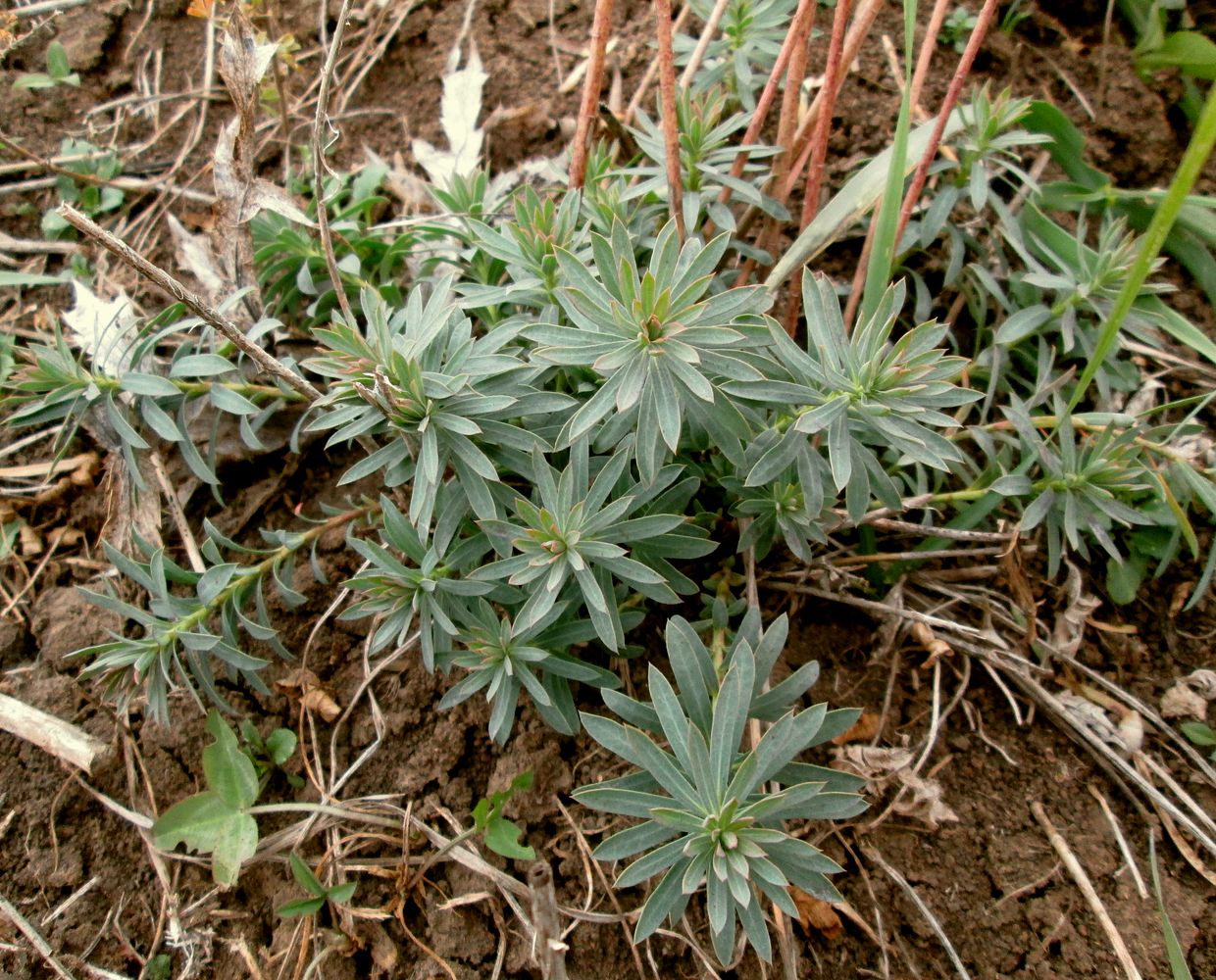 Изображение особи Euphorbia seguieriana.