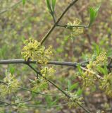 Cornus mas