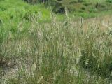 Agropyron pectinatum
