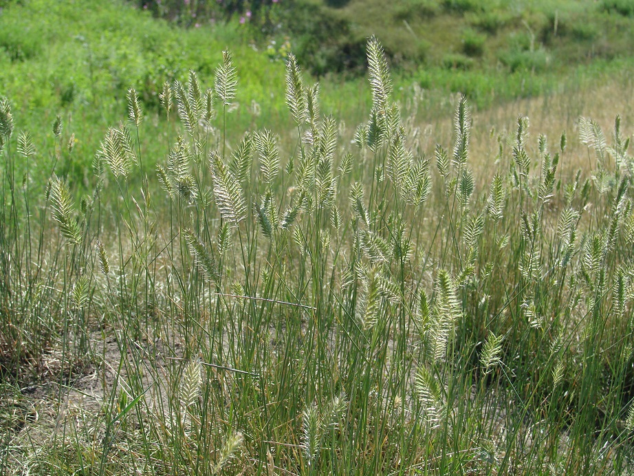 Изображение особи Agropyron pectinatum.