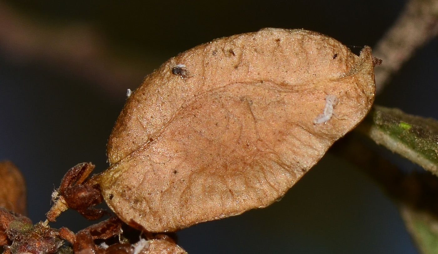 Image of Ulmus parvifolia specimen.