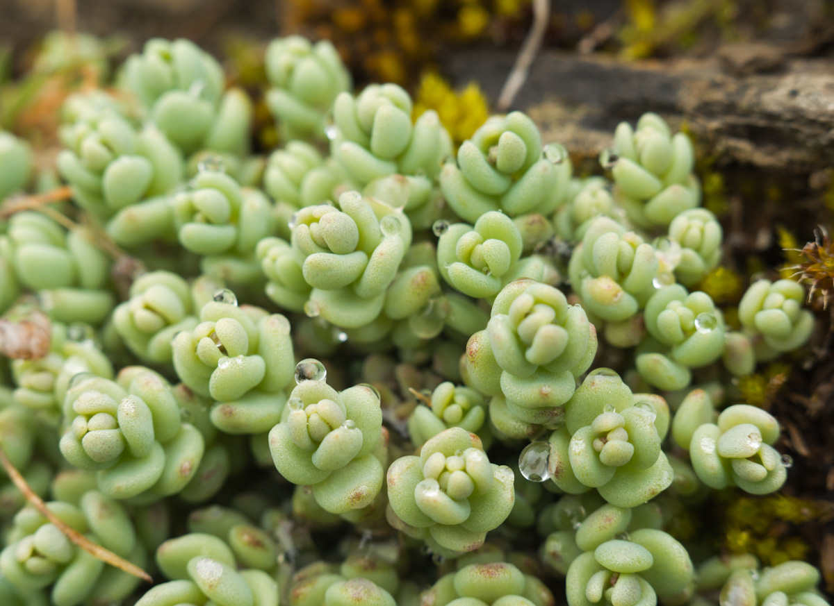 Изображение особи род Sedum.