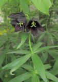 Fritillaria camschatcensis