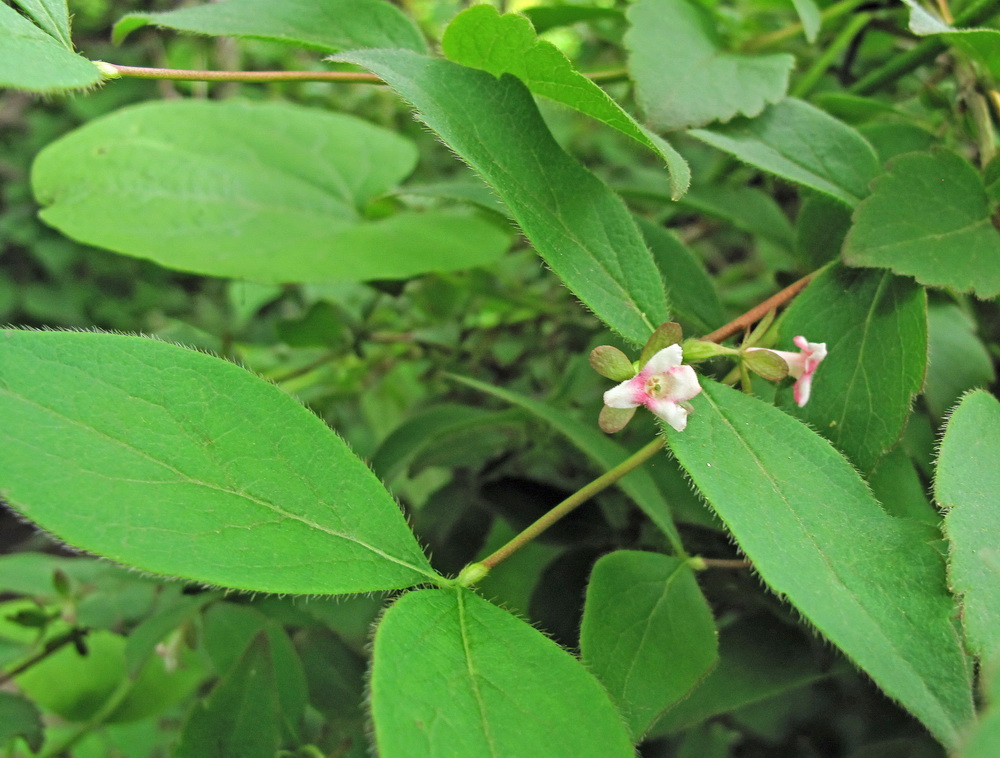 Image of Zabelia coreana specimen.