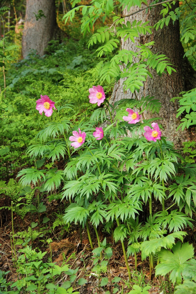 Image of Paeonia anomala specimen.
