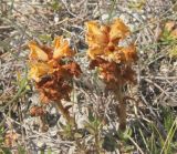 Orobanche подвид xanthostigma