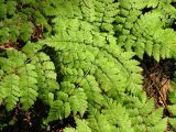 Dryopteris amurensis. Вайя. Хабаровский край, Ванинский р-н, ельник папоротниковый в верховьях р. Левая Утэ. 19.07.2013.