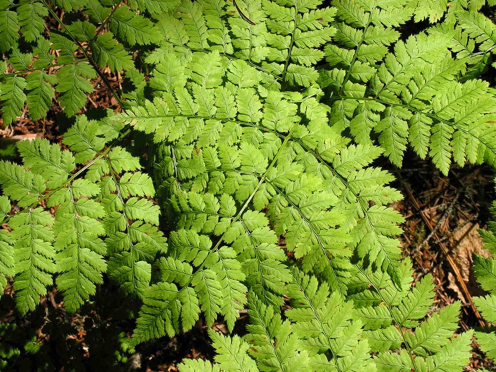 Изображение особи Dryopteris amurensis.