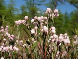 Andromeda polifolia