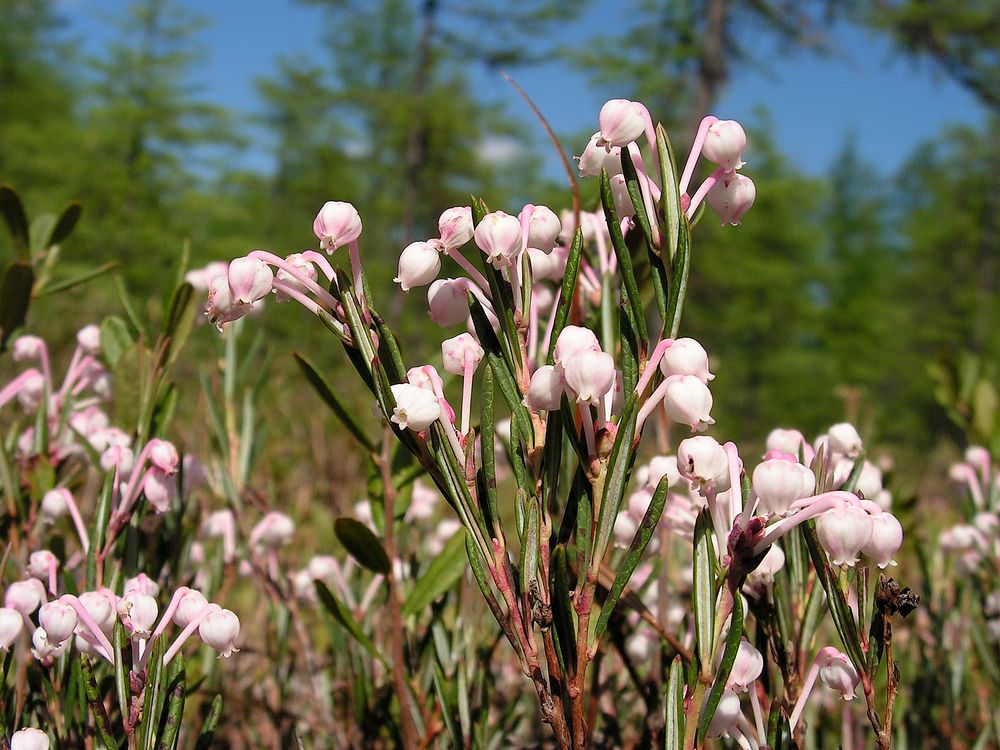 Изображение особи Andromeda polifolia.