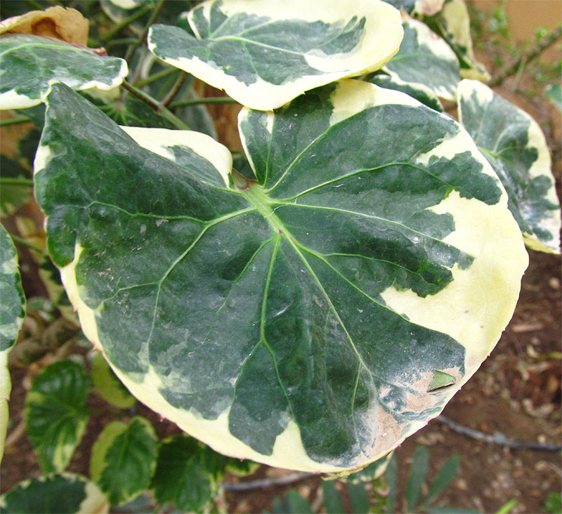 Image of Polyscias scutellaria specimen.
