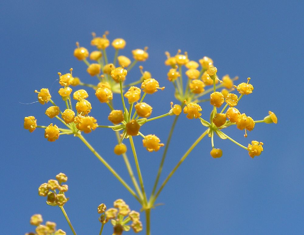 Image of Bupleurum longiradiatum specimen.