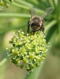 Archangelica decurrens. Цветущий зонтичек и фуражирующая пчела медоносная (Apis mellifera L). Восточный Казахстан, Уланский р-н, окр. с. Украинка, луг. 23.06.2008.