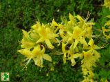 Rhododendron luteum