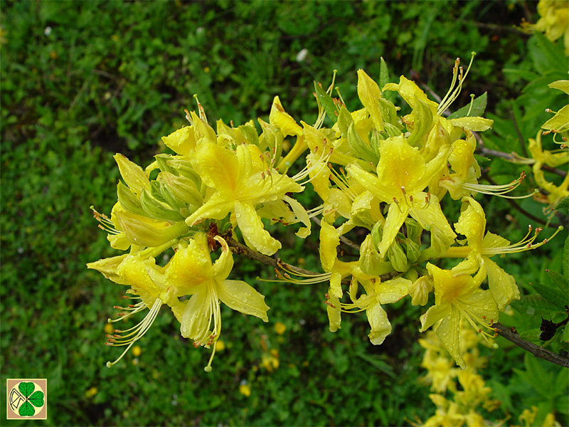 Изображение особи Rhododendron luteum.