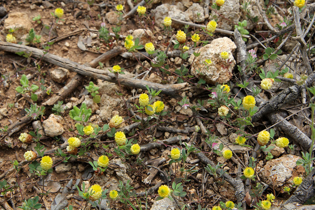 Изображение особи Trifolium campestre.