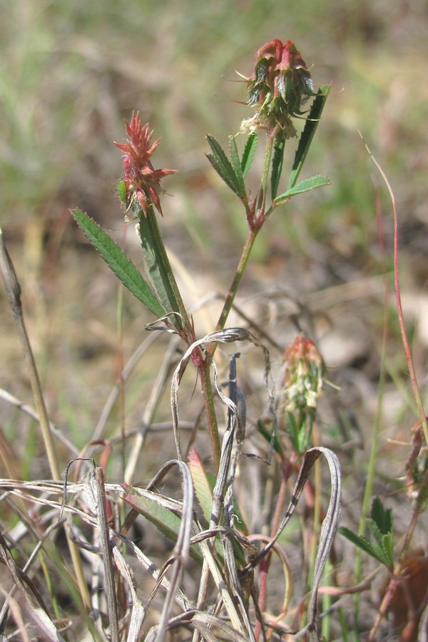 Image of Trigonella spicata specimen.