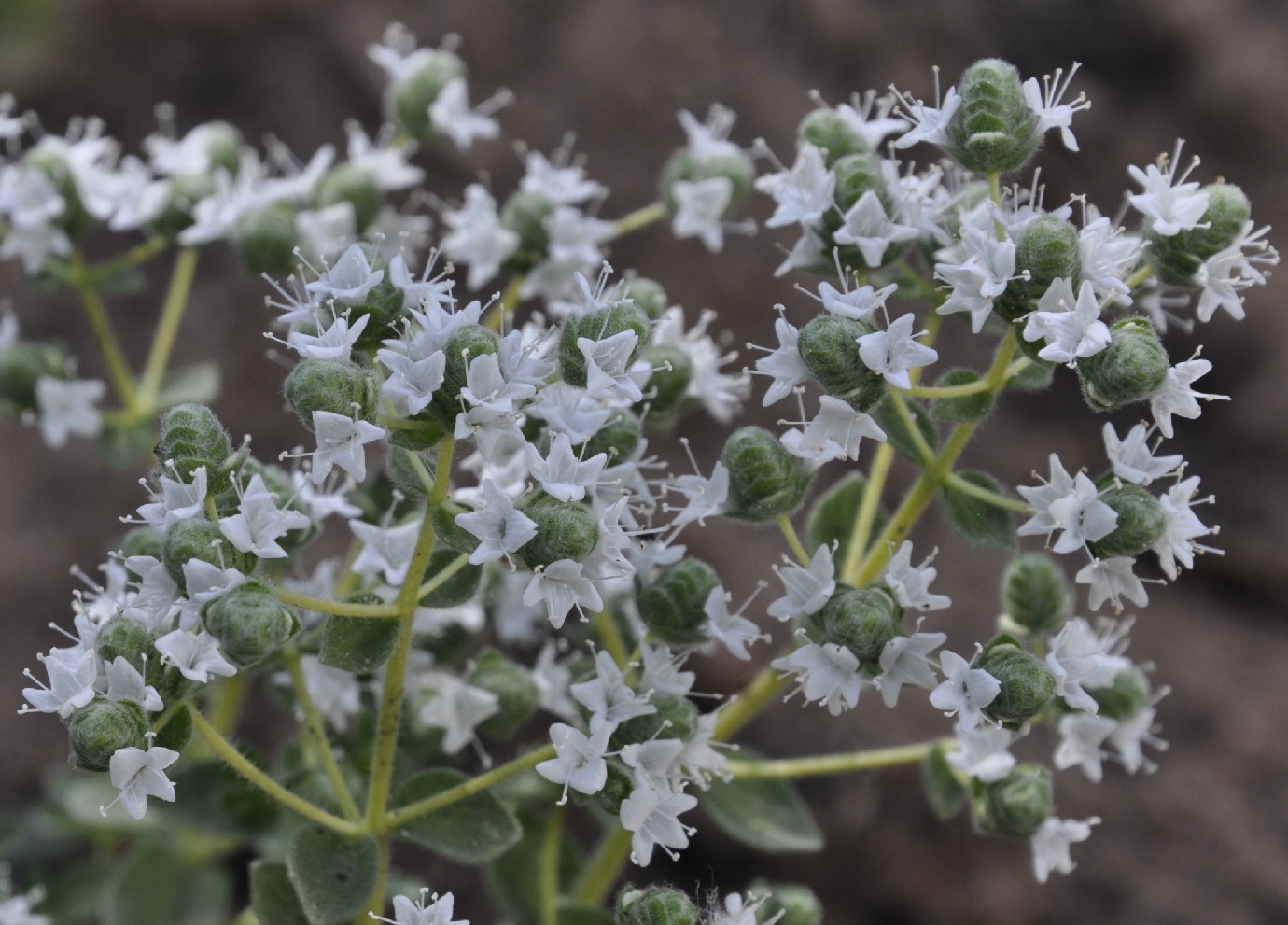 Image of Origanum vulgare ssp. hirtum specimen.
