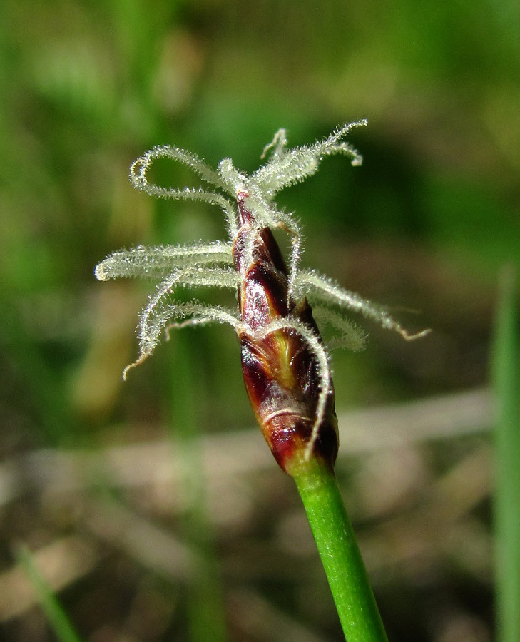 Изображение особи Eleocharis uniglumis.