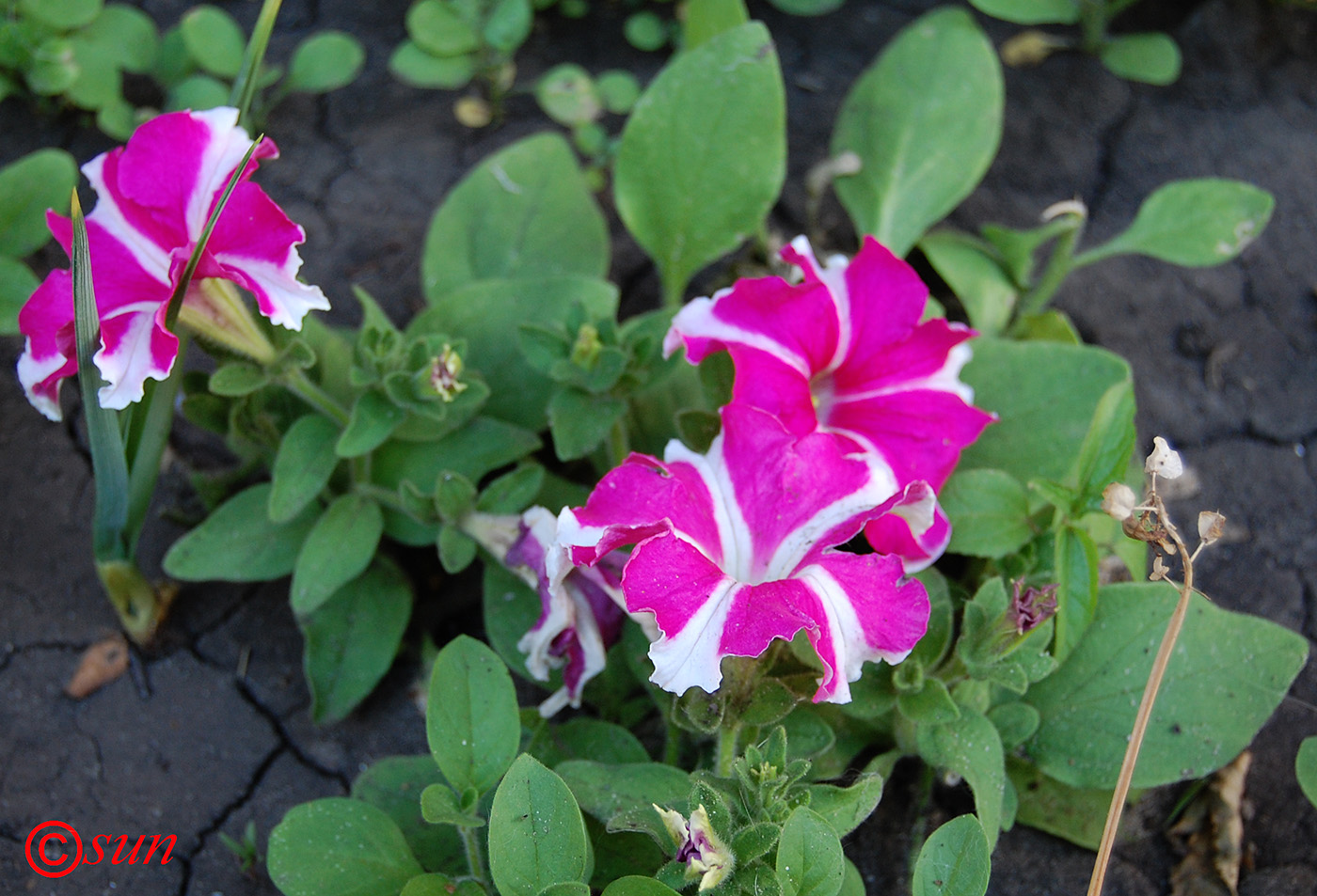 Изображение особи Petunia × atkinsiana.