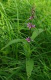 Stachys palustris