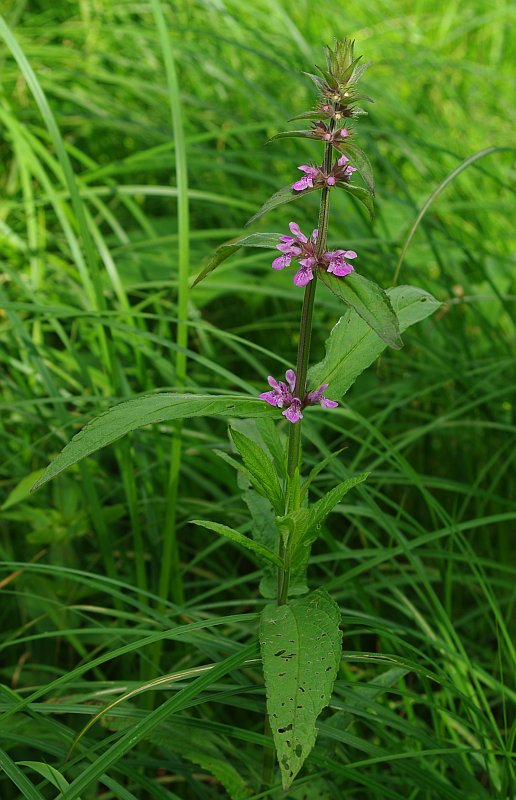 Изображение особи Stachys palustris.