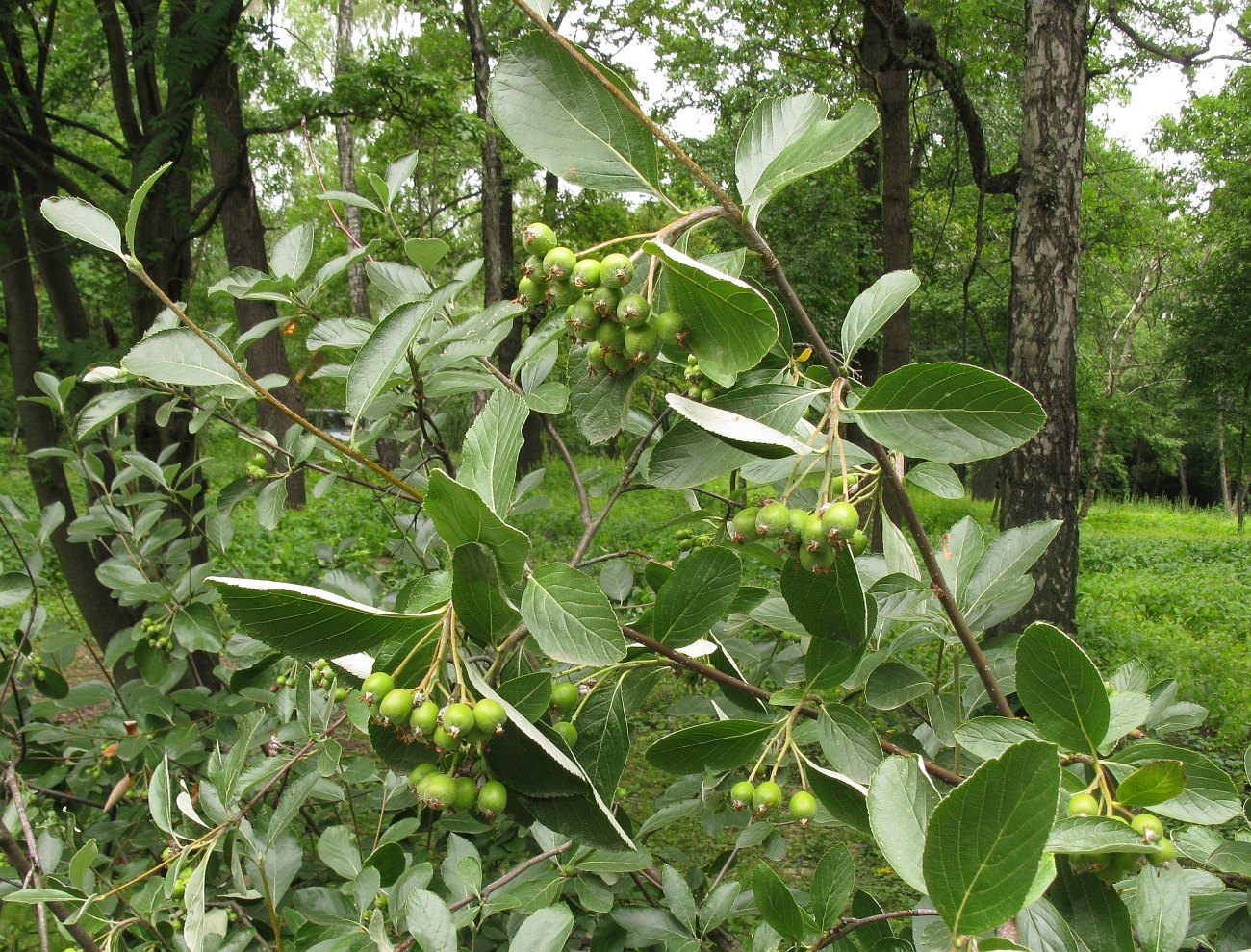 Image of Sorbus sudetica specimen.