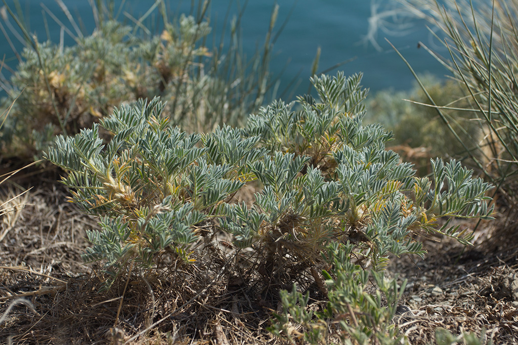 Image of Astragalus arnacanthoides specimen.