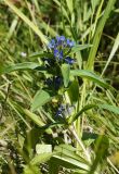 Gentiana cruciata