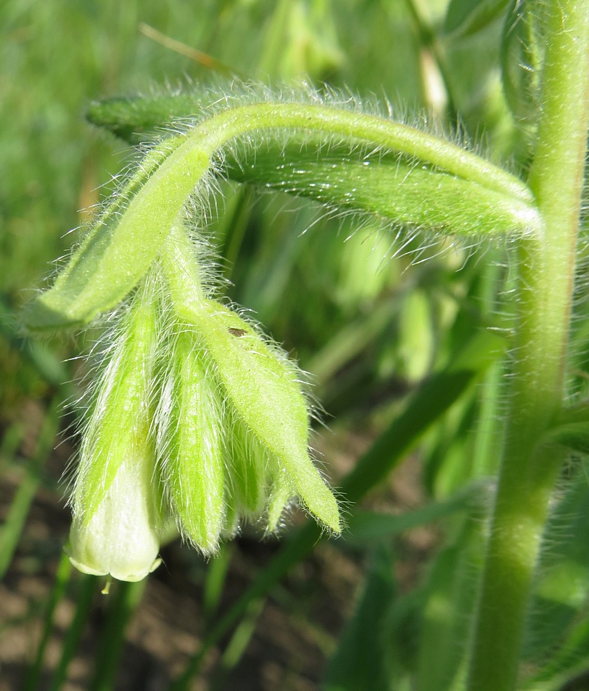 Изображение особи Onosma gmelinii.