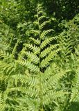 Pteridium aquilinum. Часть вайи (вид сверху). Украина, Львовская обл., Дрогобычский р-н, г. Трускавец, Помярки, опушка леса возле дороги на Трускавец. 03.06.2014.