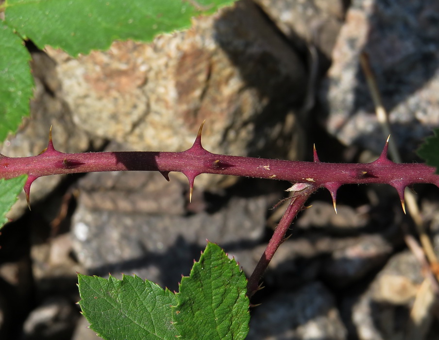 Image of Rubus procerus specimen.