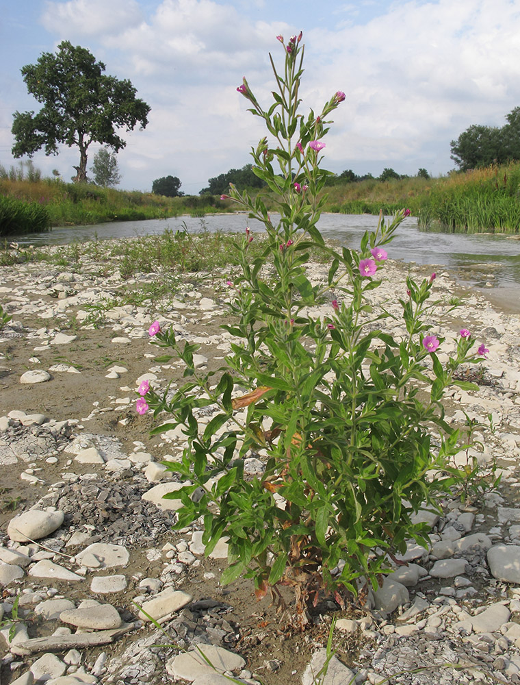 Image of Epilobium villosum specimen.