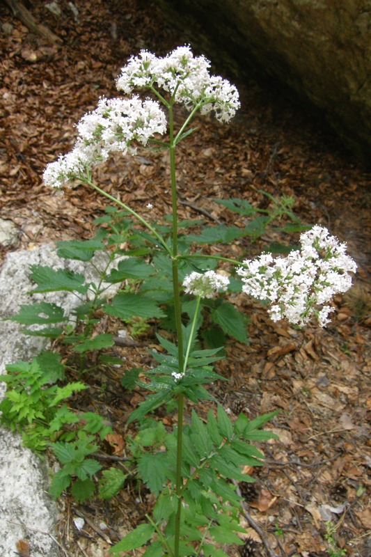 Image of Valeriana grossheimii specimen.