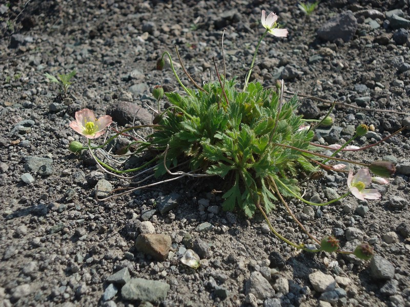 Изображение особи Papaver alboroseum.