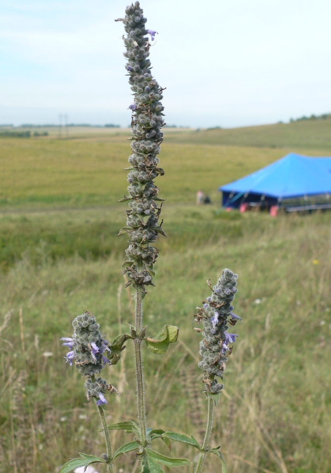 Изображение особи Schizonepeta multifida.