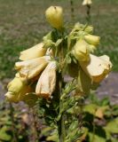 Digitalis grandiflora