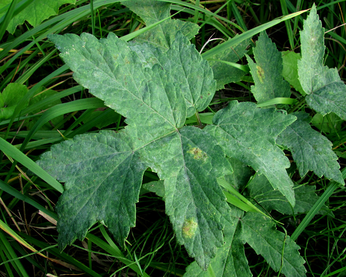 Image of Heracleum sibiricum specimen.