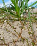 Stellaria crassifolia