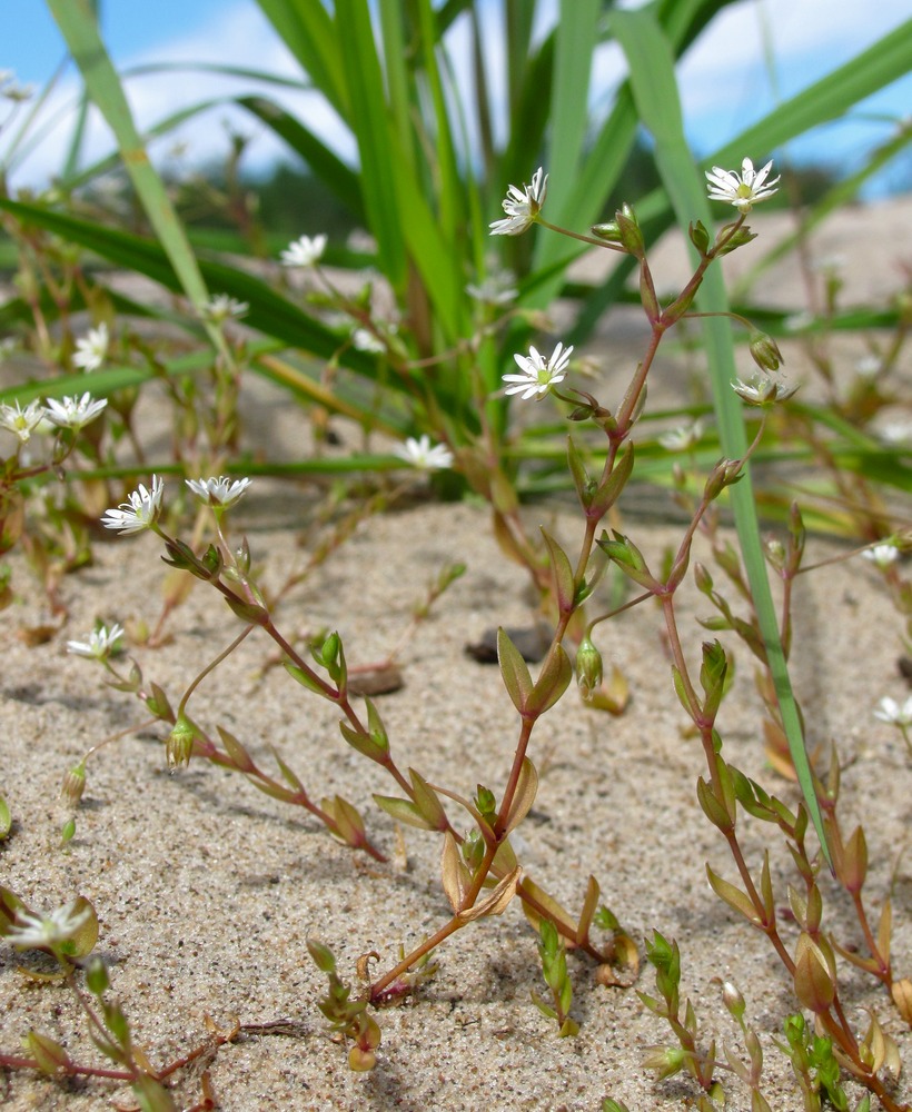 Image of Stellaria crassifolia specimen.