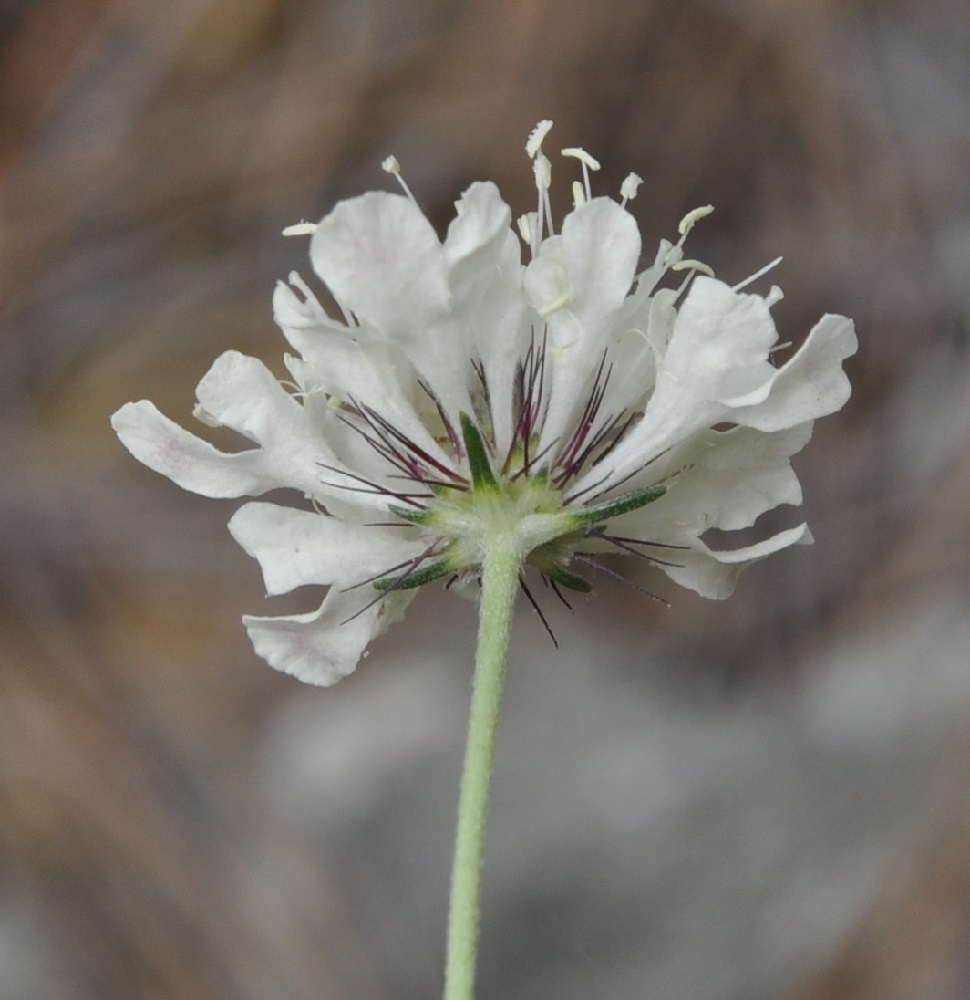 Изображение особи Scabiosa ochroleuca.