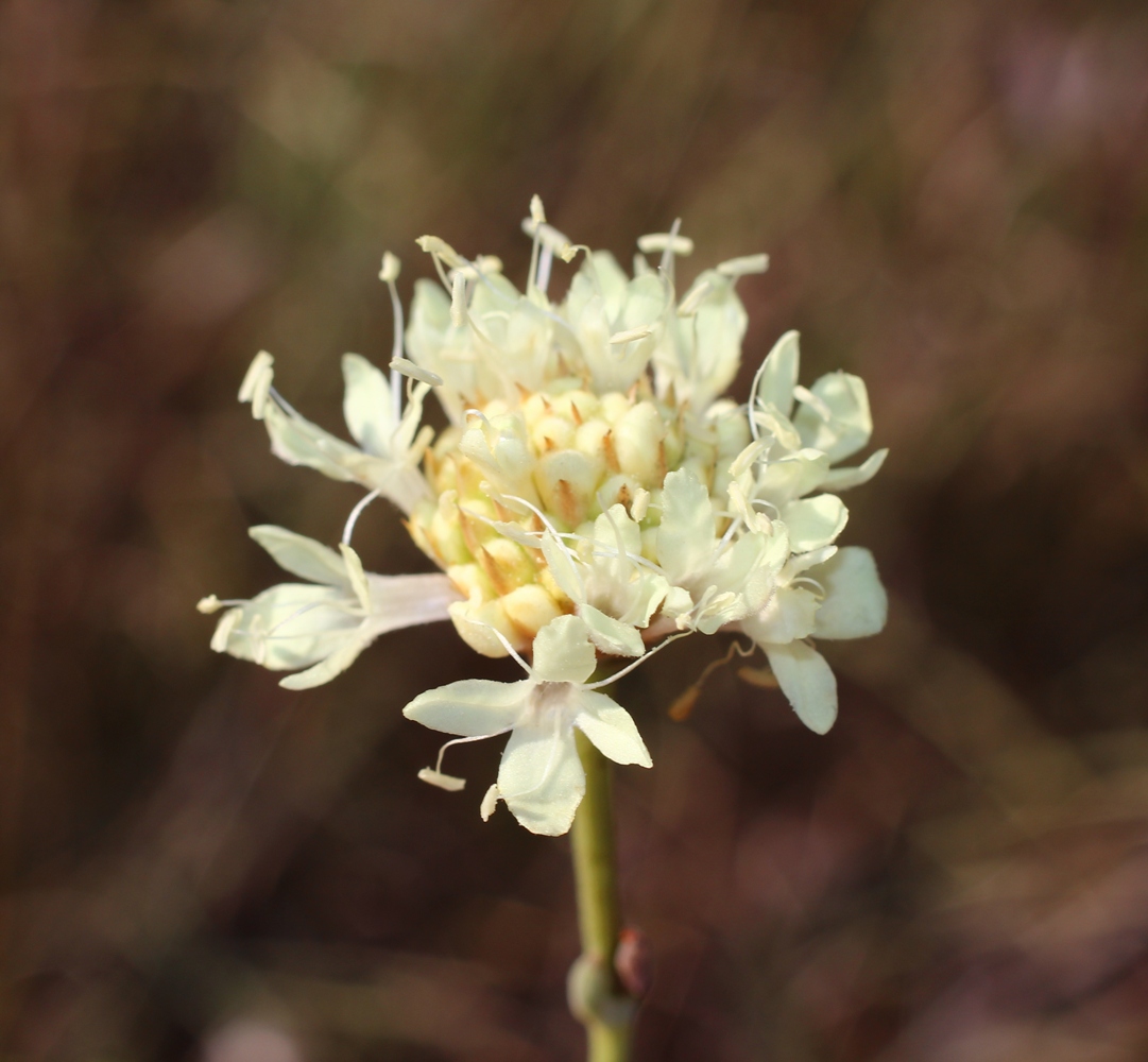 Изображение особи Cephalaria uralensis.