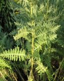 Achillea filipendulina. Стеблевые листья (культивар). Крым, Симферополь, ботсад университета. 8 июля 2009 г.