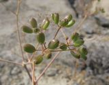 Ferula caspica