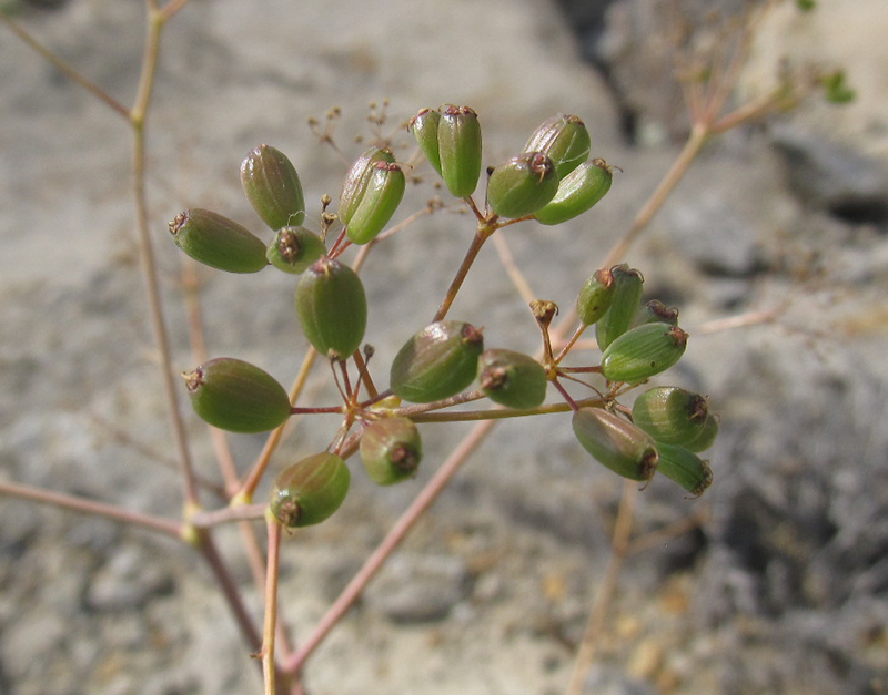 Image of Ferula caspica specimen.