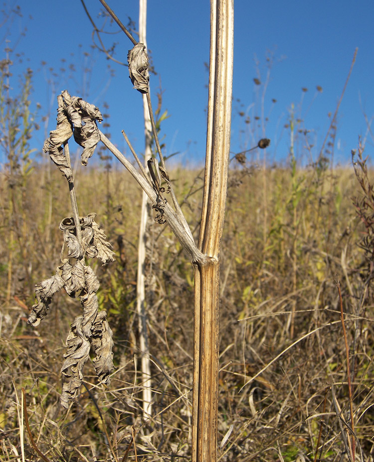 Image of Seseli transcaucasicum specimen.