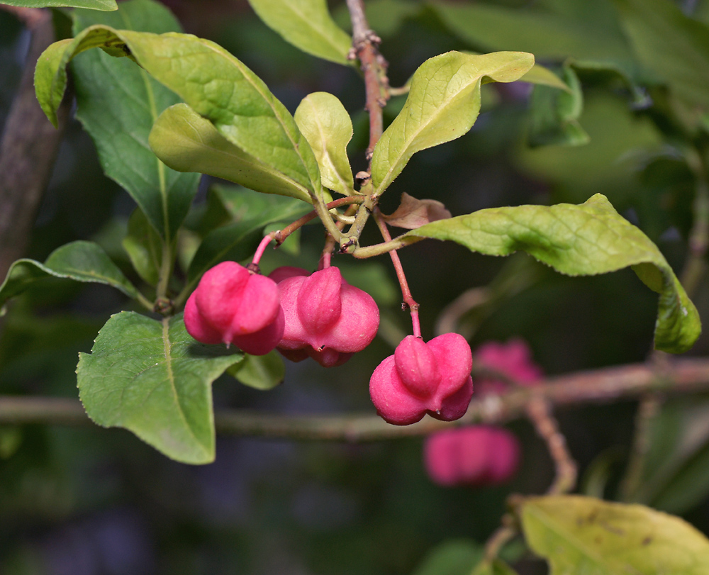 Image of Euonymus europaeus specimen.