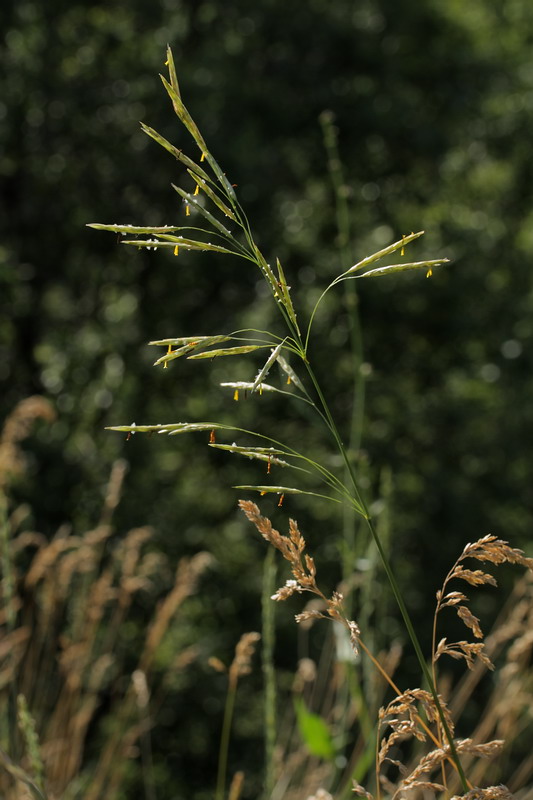 Изображение особи Bromopsis inermis.