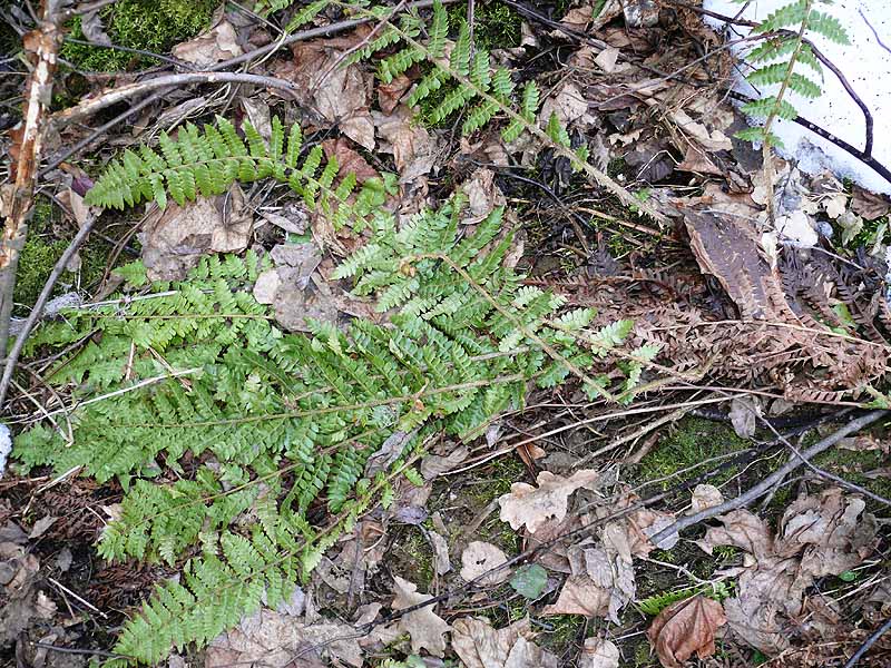 Изображение особи Polystichum braunii.